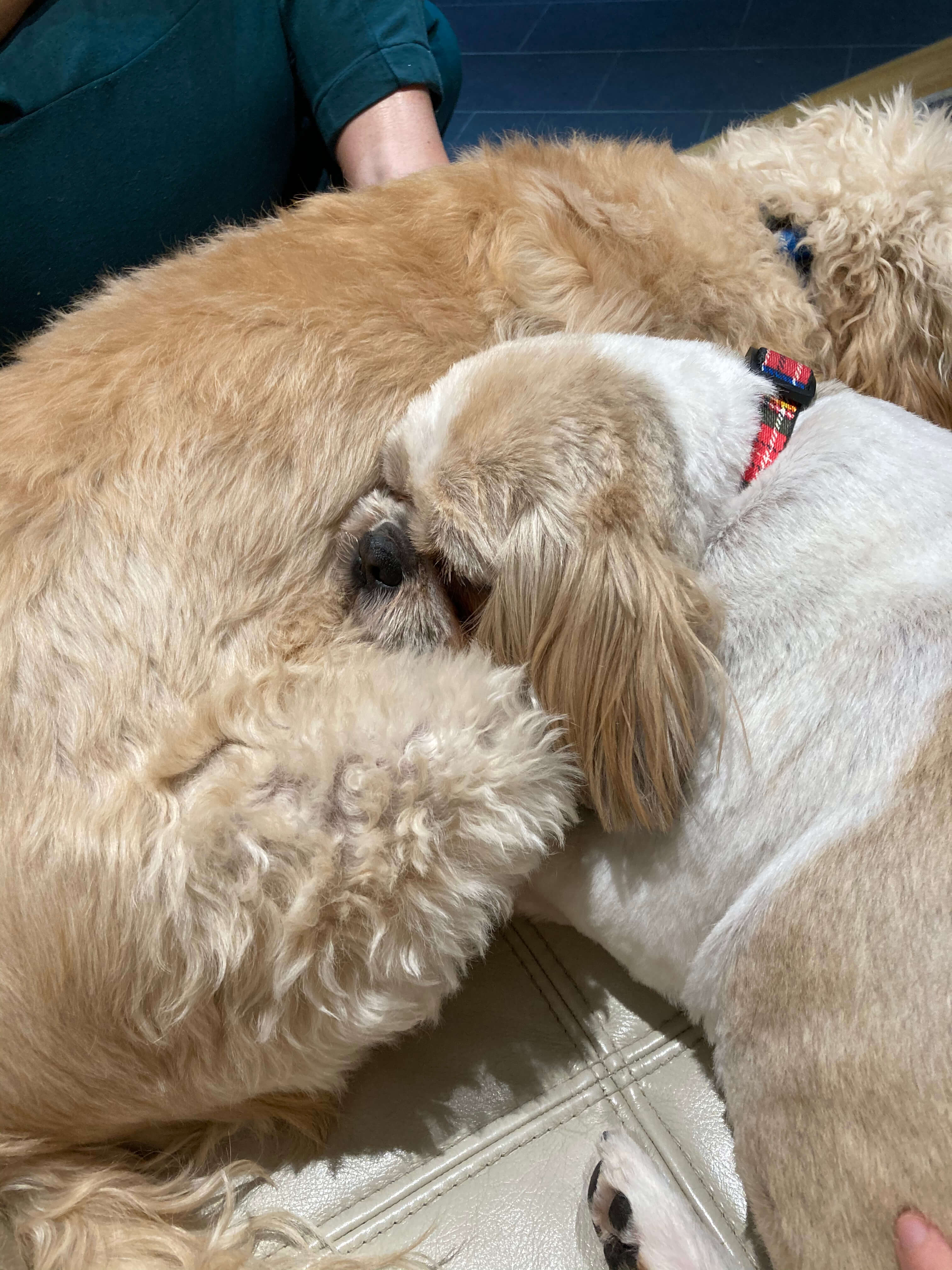 Teddy and Izzy sleeping